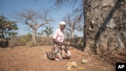 Loveness Bhitoni picks up fallen baobab fruit under a baobab tree in Mudzi, Zimbabwe, Aug. 22, 2024.