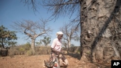 Zimbabwe Tree of Life