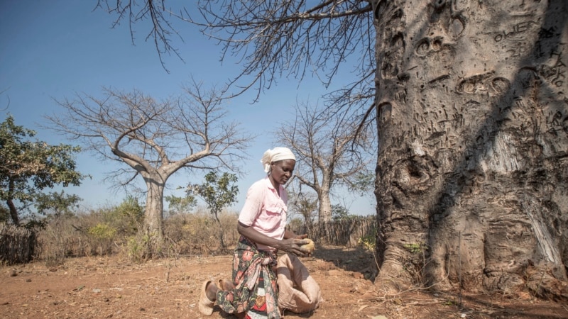 Africa’s baobab tree provides new 'superfood' but local harvesters struggle