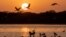 Des grues survolent des pélicans se nourrissant dans l'eau au coucher du soleil à "Ain Al-Shams", un lac saisonnier dans le parc national de Dinder, à environ 400 km au sud-est de la capitale soudanaise, le 6 avril 2021.