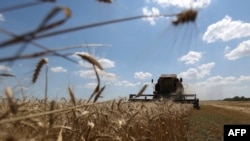 FILE: A combine harvests wheat is in action on a field near Novosofiivka village, Mykolaiv region on July 4, 2023. With Russian hesitancy to extend the Black Sea Grain Initiative, Ukraine is looking at Romania as a point of exportation of its grain to Africa and other markets.