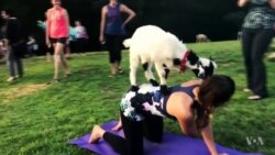 New Yoga Trend Includes Traditional Poses and Baby Goats