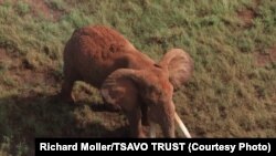 Satao, one of the largest elephants in Africa, was killed by poachers for his ivory tusks on May 30, 2014.