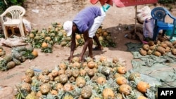 FILE - A vendor displays pineapples while waiting for costumers at an informal market on the road opposite to Del Monte's pineapple plantations in Kabati, Kenya on January 18, 2024.