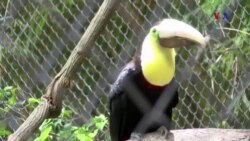 ‘Hồi sinh’ chú chim toucan bị đập vỡ mỏ