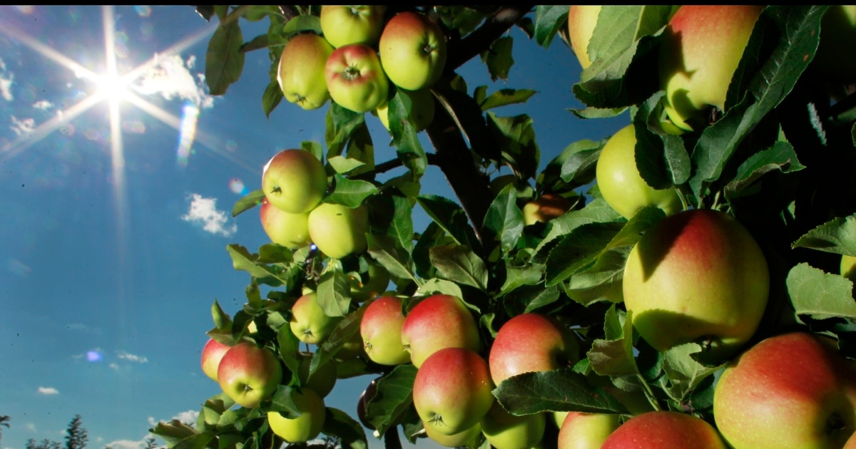 気分はグッとアメリカン―As American as apple pie As American As Apple Pie: Schulz, Phillip Stephen