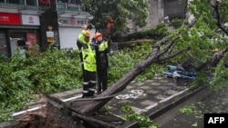 2024年9月16日，上海，工人们正在清理台风贝碧嘉登陆时被刮倒下的树木。