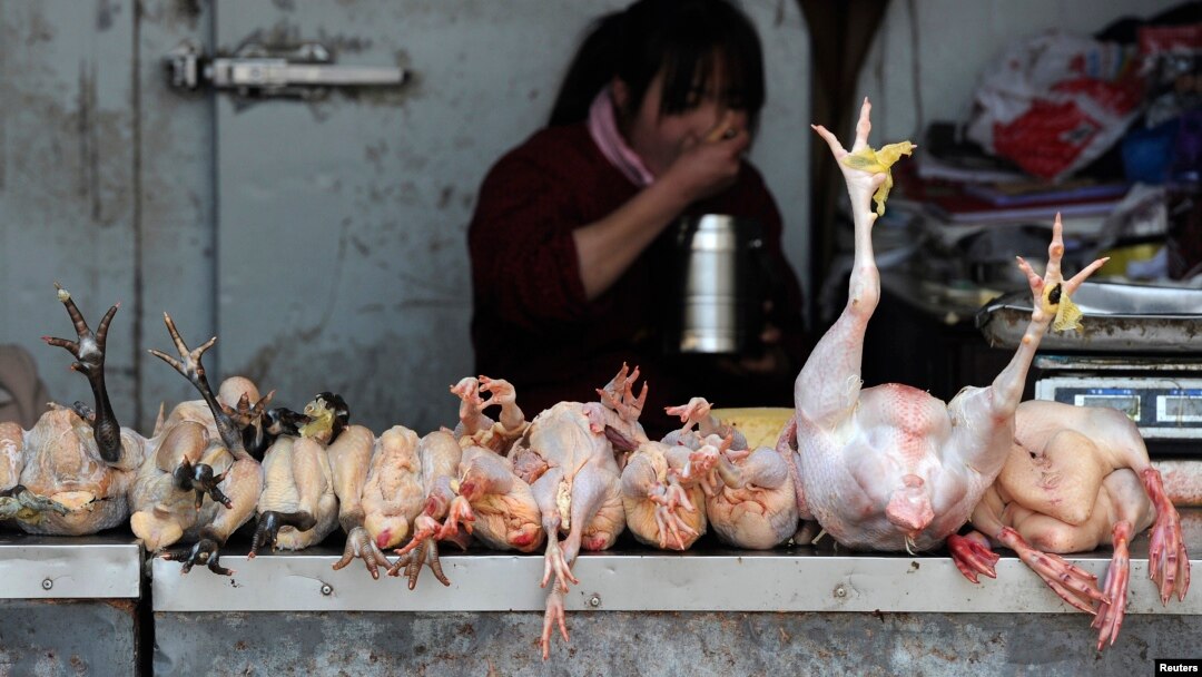Seorang pejual tengah menyantap makanannya sambil menunggu pembeli di kios ayam di sebuah pasar di Hefei, propinsi Anhui (1/4). Dua orang di Shanghai dilaporkan meninggal dan satu orang di Anhui dalam keadaan gawat akibat terinfeksi virus flu burung jenis H7N9.
