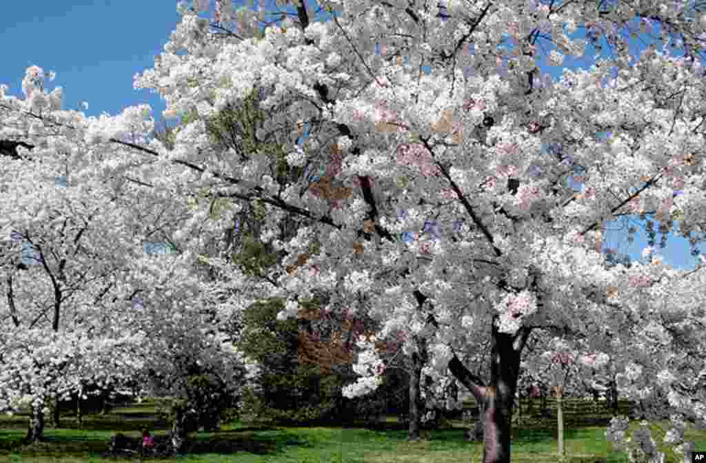[워싱턴 D.C. 벚꽃 축제] 워싱턴의 봄