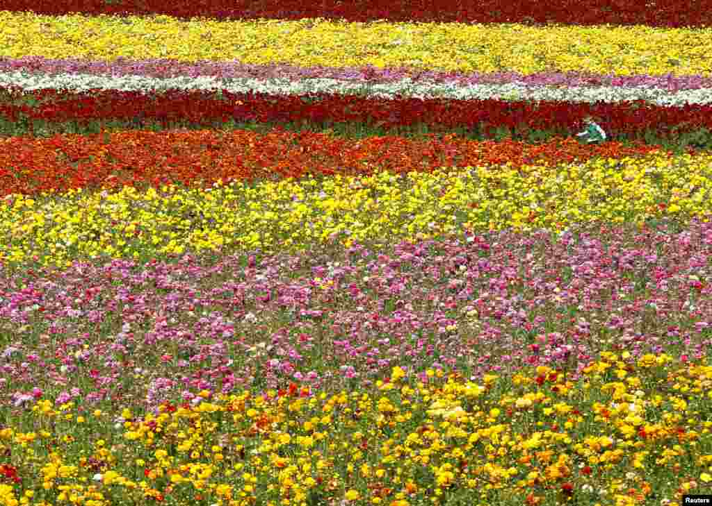 موسم بہار کی رُت