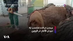 بریدن درخت منتسب به دوران قاجار در قزوین