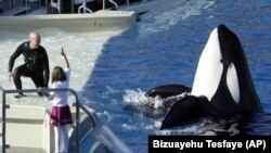 FILE - A SeaWorld Adventure Park trainer, left, looks to a killer whale during a performance at Shamu Stadium inside the theme park in San Diego, Nov. 26, 2006.