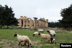 Domba-domba sedang digembalakan dekat reruntuhan kota kuno Cyrene, di Shahhat, Libya, 9 Februari 2019.