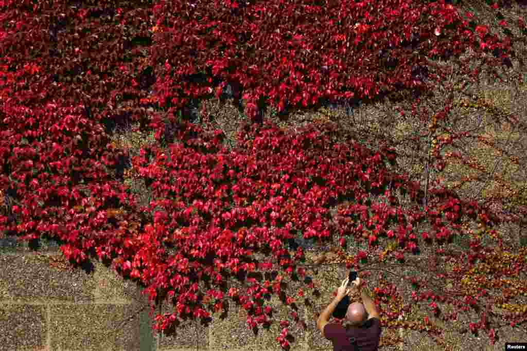 Seorang pria memfoto daun-daun yang berganti warna merah saat musim gugur di London, Inggris.