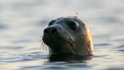 A seal pokes his head out of the water in Casco Bay, Thursday, July 30, 2020, off Portland, Maine. Seals are thriving off the northeast coast thanks to decades of protections.