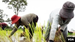 Farmers plant rice in Anlong Veng district in Oddar Meanchey province, Cambodia, Tuesday, August 2, 2016. (Neou Vannarin/VOA Khmer)