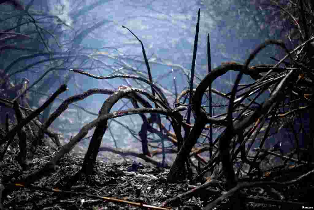 A burned area of Sintra mountain wildfire is seen in Cascais, Portugal.