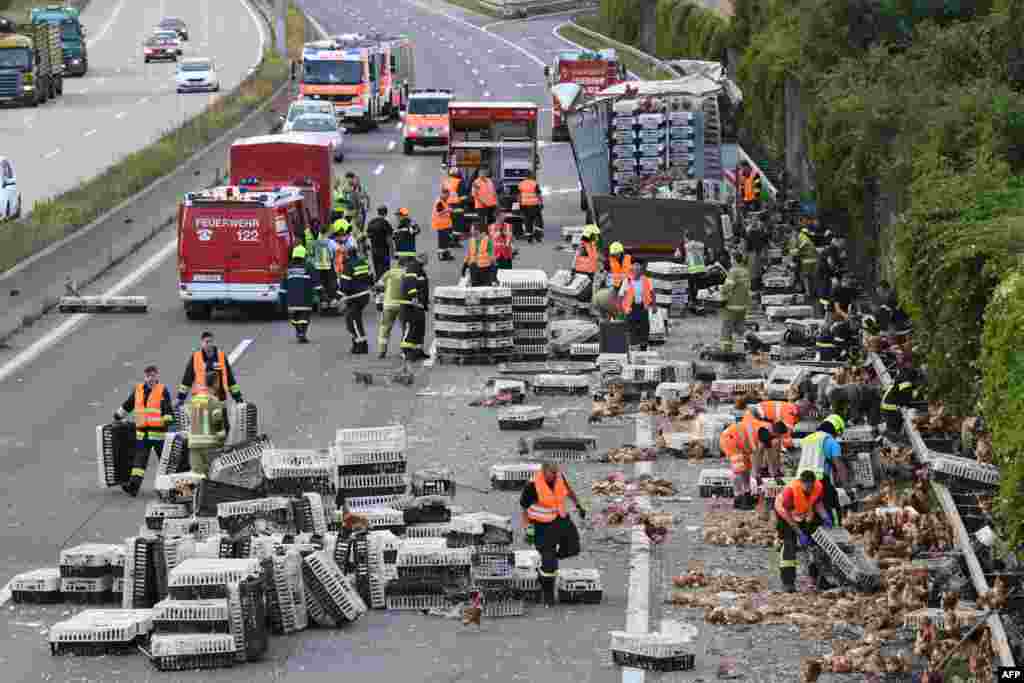 Firemen remove chickens and transport boxes from the A1 highway in Asten, Austria, where a poultry truck caused traffic chaos after losing its freight — 7,000 chickens.