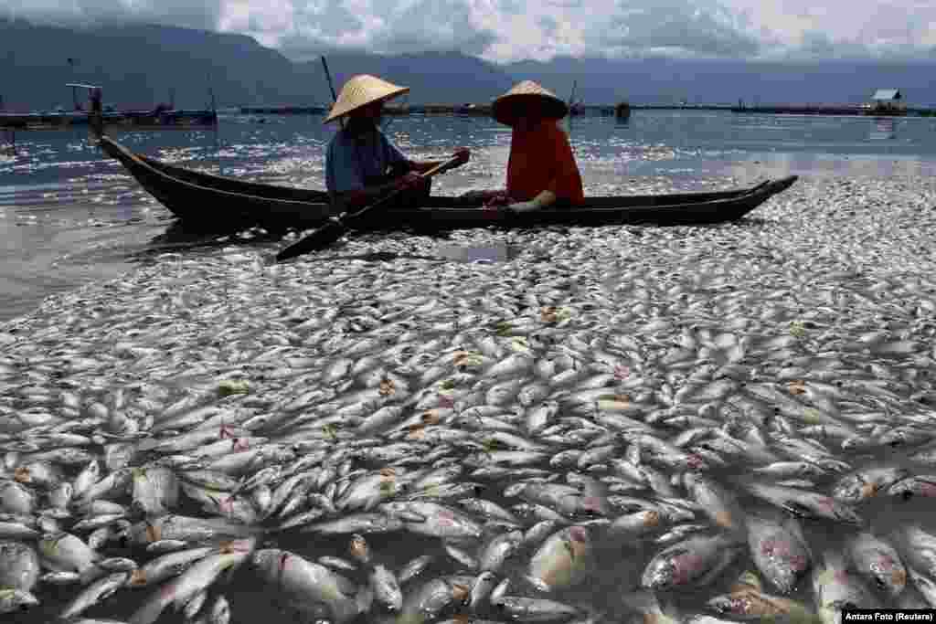 Fishermen are seen near thousands of fish found dead at Lake Maninjau due to lack of oxygen levels at the bottom of the lake and bad weather that hit the area in Agam, West Sumatra Province, Indonesia.