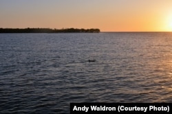 Dolphins cavort in the Gulf waters off the Everglades.