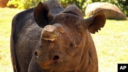 Phila , a five-year-old critically endangered Black Rhino, moved to the Johannesburg Zoo, where she is kept safely, away from poachers (file photo)