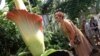 A woman looks at the Amorphophallus Titanum, also known as the Titan Arum or Corpse flower, because of it's smell, one of the world's largest flowers, at the National Botanic Garden in Meise near Brussels, Belgium, July 8, 2013. The rare phallus-like flow