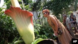A woman looks at the Amorphophallus Titanum, also known as the Titan Arum or Corpse flower, because of it's smell, one of the world's largest flowers, at the National Botanic Garden in Meise near Brussels, Belgium, July 8, 2013. The rare phallus-like flow