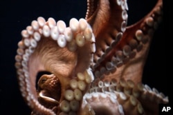 A giant Pacific octopus sticks its tentacle to the glass tank.