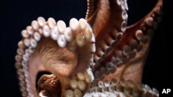 FILE - A giant Pacific octopus sticks to the tank glass in the Cold Water Quest exhibit at the Georgia Aquarium in Atlanta, June 20, 2013.