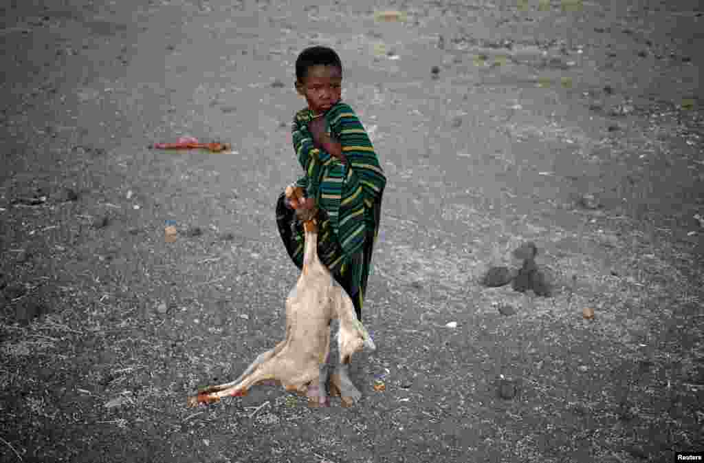 A boy carries the body of a dead goat in a village near Loiyangalani, Kenya.