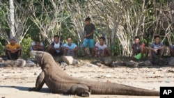 Para penduduk yang tinggal di Pulau Komodo mengamati seekor komodo yang sedang berjemur.
