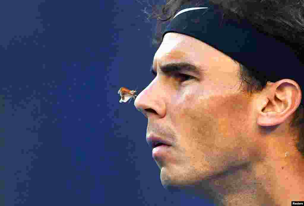 A moth lands on the nose of Spain&#39;s Rafael Nadal during his quarter-final match against Canada&#39;s Milos Raonic during the Australian Open tennis tournament in Melbourne, Australia.