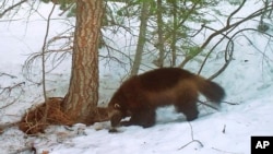 FILE - A wolverine is photographed by a remote camera in Tahoe National Forest near Truckee, California, on Feb. 27, 2016. Scientists estimate that about 300 wolverines survive in the contiguous U.S. (California Department of Fish and Wildlife via AP)