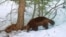 FILE - A wolverine is photographed by a remote camera in Tahoe National Forest near Truckee, California, on Feb. 27, 2016. Scientists estimate that about 300 wolverines survive in the contiguous U.S. (California Department of Fish and Wildlife via AP)