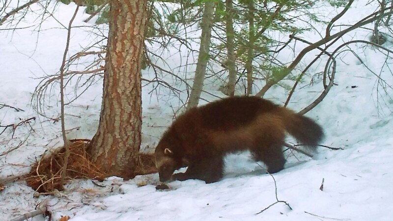US Wolverines Threatened With Extinction as Climate Change Melts Refuges