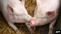 Babi-babi duduk di kandang pertanian organik di Dortmund, Jerman Barat, 15 Januari 2025. Tiga kasus penyakit kaki dan mulut (PMK) terdeteksi pada kerbau air di pertanian dekat Berlin, 10 Januari 2025. (Ina FASSBENDER / AFP)