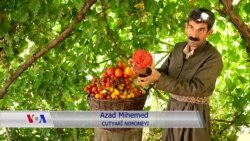 ئازاد محەمەد، جوتیارە نمونەیـیەکەی هەڵەبجە و زانیاری و ڕێنمایـیەکانی