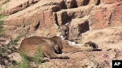 More than 300 animal species and 1200 types of plants are found at the Arizona-Sonora Desert Museum in the city of Tucson, Arizona (US)