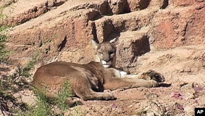 sonoran desert plants and animals