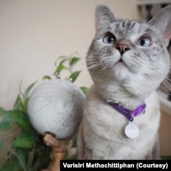 Nala, the most famous cat on the internet, with more than 4 million followers on Instagram.