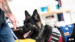 Dogs trained to offer support to troubled US veterans