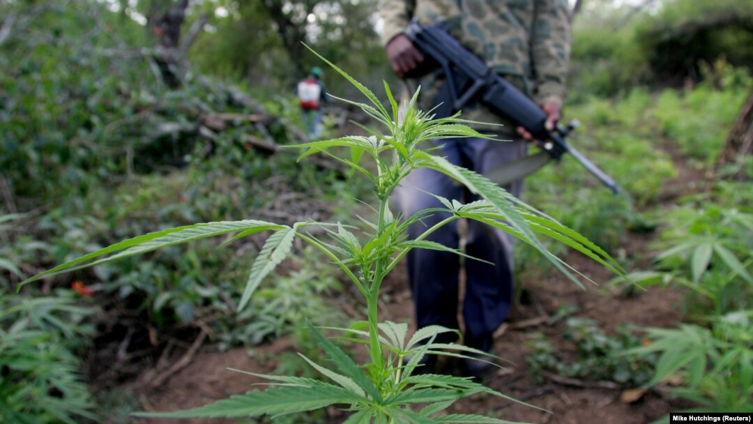 Predlog zakona o legalizaciji marihuane je pravičan prema manjinskim zajednicama, poručuju demokrate