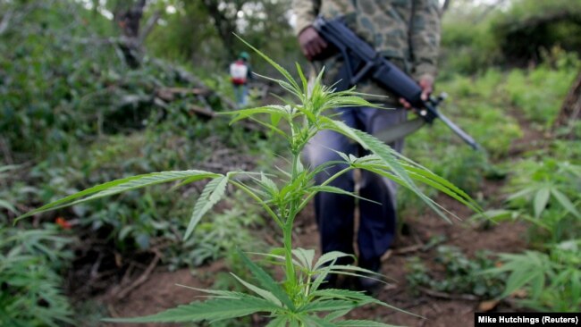 La police investit un champ de marijuana lors d'un raid anti-drogue dans les montagnes Lebombo, au nord d'Eswatini (ex-Swaziland), le 24 mai 2005.