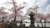 Seorang laki-laki dan anak berjalan dekat Lentera Jepang saat menikmati bunga sakura di sekitar Tidal Basin di Washington DC.