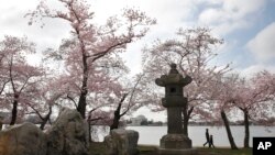 Seorang laki-laki dan anak berjalan dekat Lentera Jepang saat menikmati bunga sakura di sekitar Tidal Basin di Washington DC.