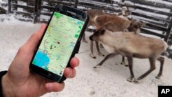 Reindeer herder Seppo Koivisto holds a smartphone, showing the mobile app used to locate reindeer in Finnish Lapland, in Rovaniemi, Finland, Thursday Dec. 13 2018. 