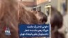 «خونی که در رگ ماست خوراک رهبر ماست»؛ شعار دانشجویان علم و فرهنگ تهران