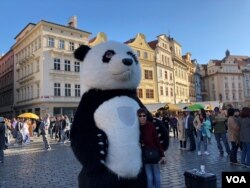 资料照片：装扮成大熊猫模样的人在捷克首都布拉格老城广场与游客合影。(2018年9月30日)