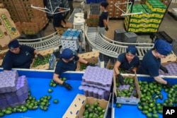 FILE - Workers sort avocados at a packing plant in Uruapan, Mexico, Nov. 27, 2024. The Trump administration will levy a 25% tariff on Mexican goods coming into the U.S. on Feb. 1, 2025.