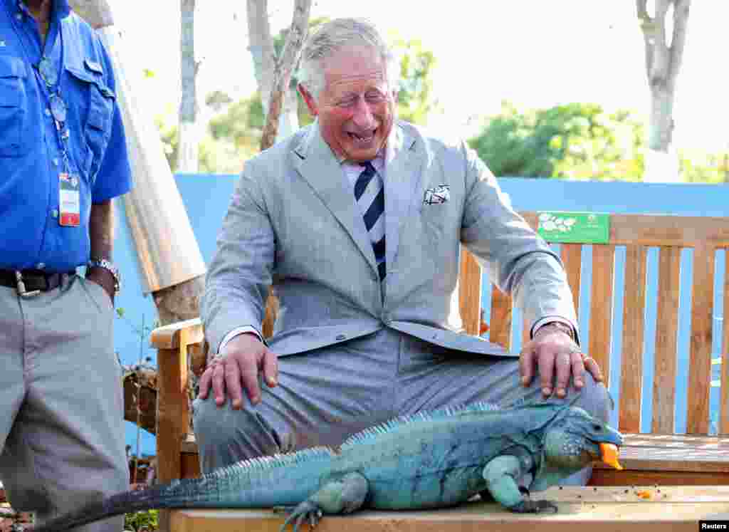 Britain's Prince Charles laughs with Peter, a blue iguana, at the Queen Elizabeth II Royal Botanic Park in Grand Cayman, Cayman Islands, March 28, 2019.